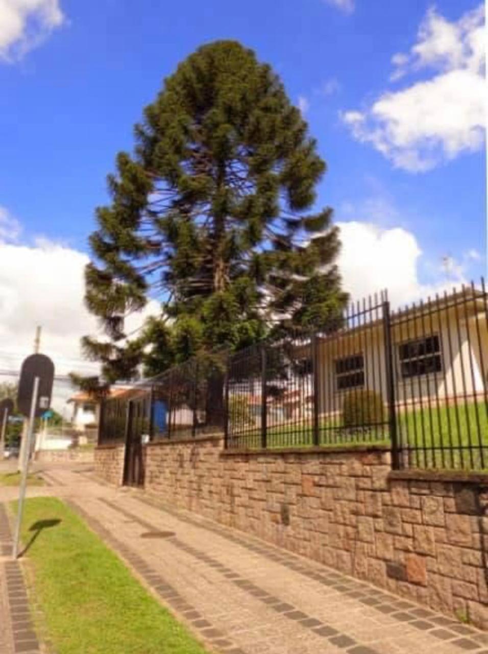 arvore imune ao corte 